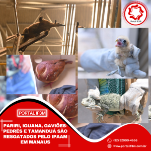 Feed_Portal IF3M - 2025-09-02T155553.739