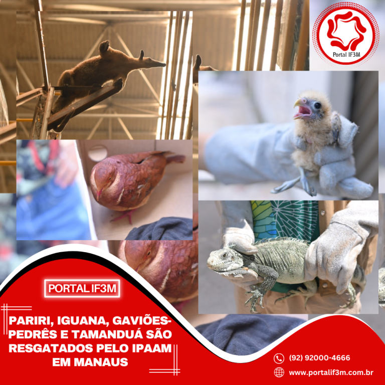 Feed_Portal IF3M - 2025-09-02T155553.739