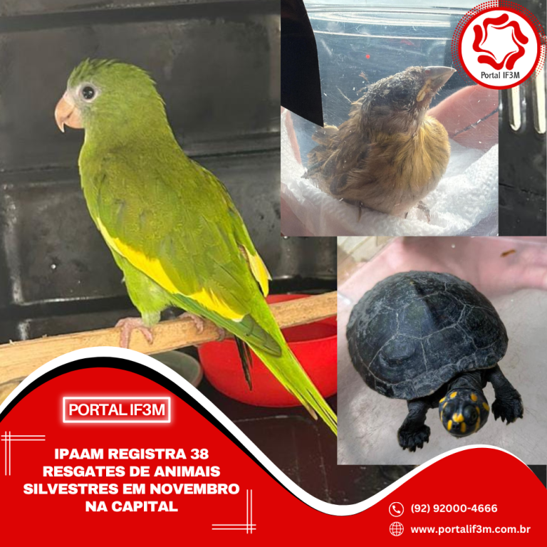 Feed_Portal IF3M (1)